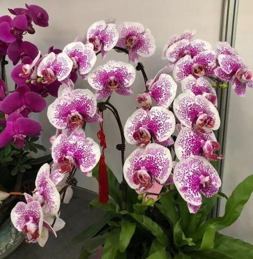  #紫叶酢浆草#爷爷养了一盆“蝴蝶花”，一根枝上开出百朵花，五颜六色最讨喜！