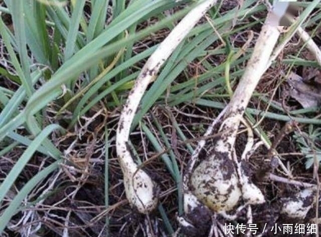  『植物』1种“小根蒜”生长在河边，以往看它像“大蒜”，殊不知珍贵！