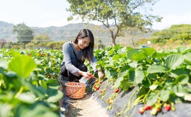 与其在异乡“孤独”打工者，不如回乡创业!在农村干什么能赚钱?