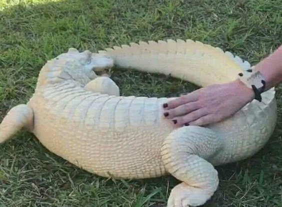 女子给鳄鱼做激光美白, 1年后鳄鱼肤白貌美, 女子却怎么也高兴不