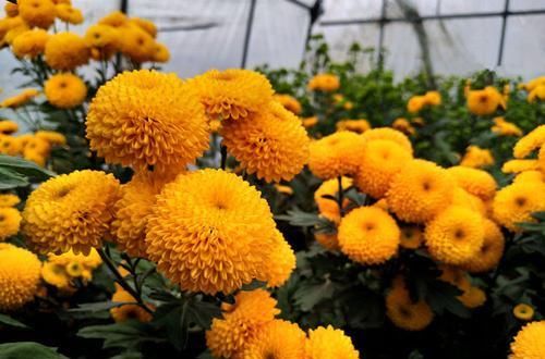  #圆滚#院子种上四款花，满墙开花，花型圆滚奇特，满院都是花海