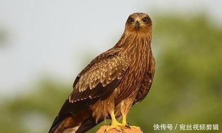 澳大利亚山火什么时候结束