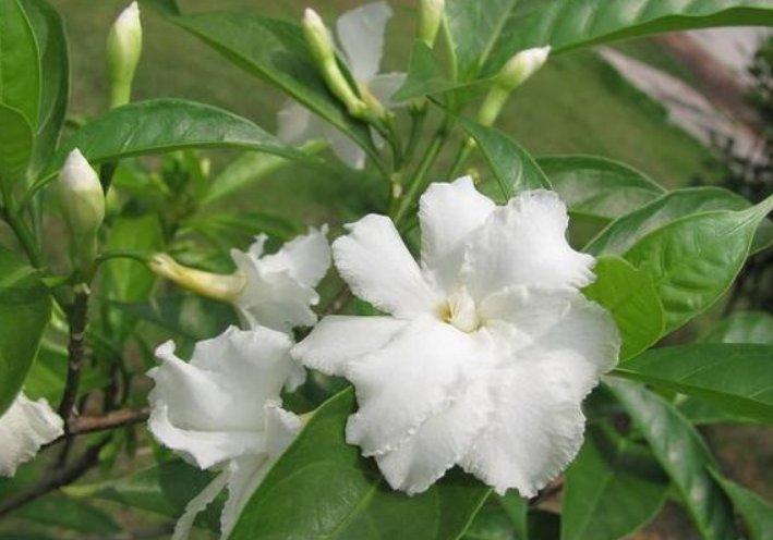  名字：家里养这3种花，名字虽然土气，但开花惊艳，第3种新手都能养！