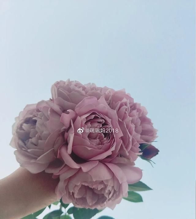 『丰花性好』狼家自育的表现到底如何，戳进来看看花友们的大实话