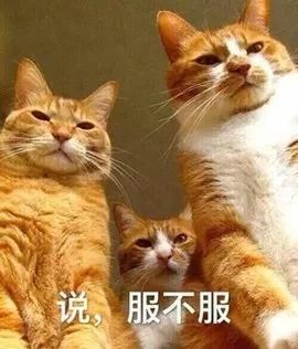 谷歌新品让摄影师失业，这款小配件却想叫板谷歌