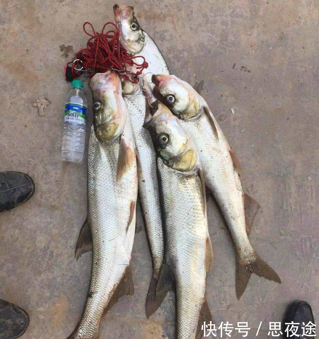 中国长江是否该禁钓鱼?禁渔期,仍有大量钓鱼人江边垂钓，鱼获惊人