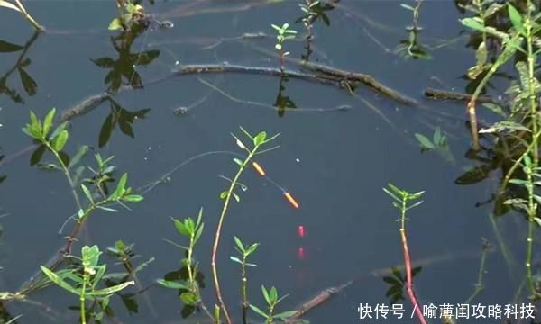  试试：钓鱼必杀技：久坐无鱼咬钩，试试这些狠招数，咬钩量翻几倍！