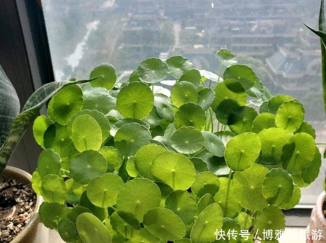  『条件』养铜钱草，有这2个“条件”，满盆都是“铜钱叶”，家里财源滚滚