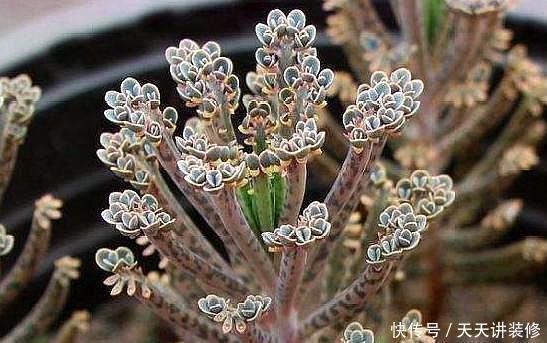 花盆|多肉中的“小强”,落地就生根,“霸占”你花盆,还能嫁接长寿花