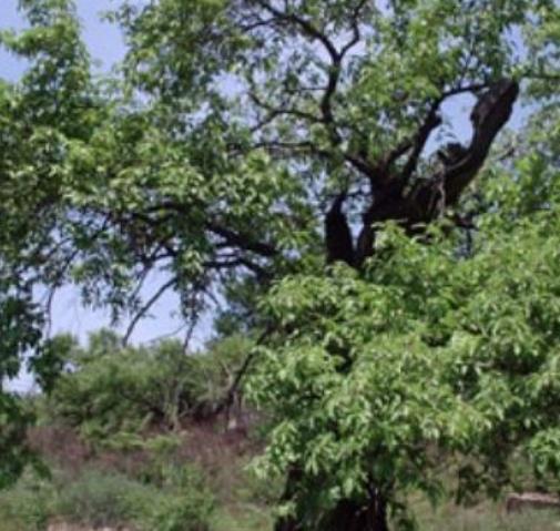  「一棵树」农村野生的一棵树，引来联合国调查，说是只有中国才