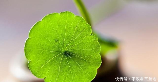 「耷拉」铜钱草到了冬天“耷拉”叶,水培出了问题,改善2点返青快!
