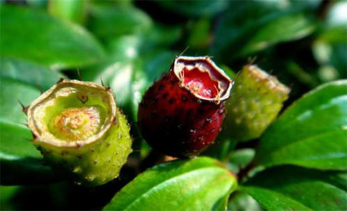 农村一种“五彩野果”，以前没注意，原来一身都是宝，价值珍贵！