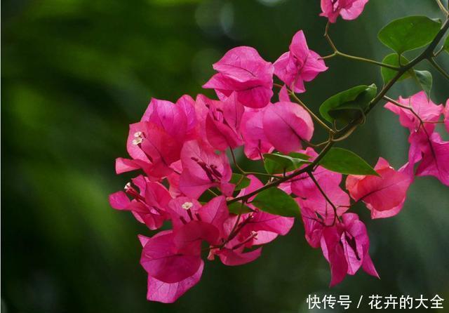 实用|3种花适合养在室内,好养易活不操心,开花爆盆很实用,夏天赏花