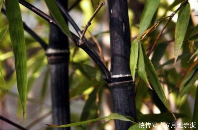 农村一种罕见的黑色竹子，竹笋珍贵农民不得吃，一般人真没见过