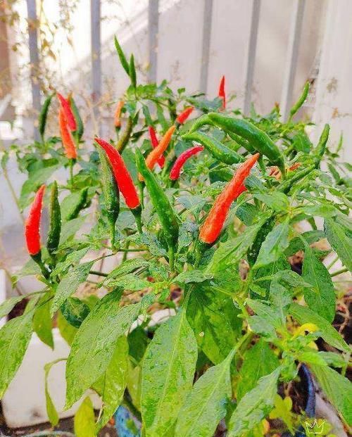  【辣椒】在家养辣椒，花朵色彩鲜艳很好看，不结果怎么办