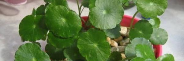  『铜钱草喜』让铜钱草矮壮的方法