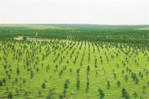  沙子@世界最“伟大”的工程：40年治沙5000万亩，改变了大半个中