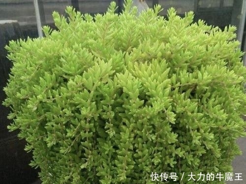  【观赏价值】在河岸，有1种“垂盆草”珍贵、奇特，挖1棵种起来，变值钱！