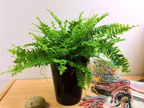  「环境中」家中有宝宝，就养这几种植物，好处多多！