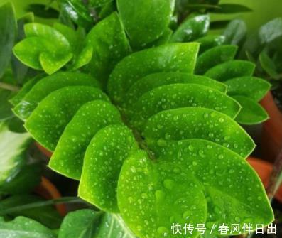 「摆在」富裕家庭都养“3种花”,摆在客厅金玉满堂,懂行人都会养一盆