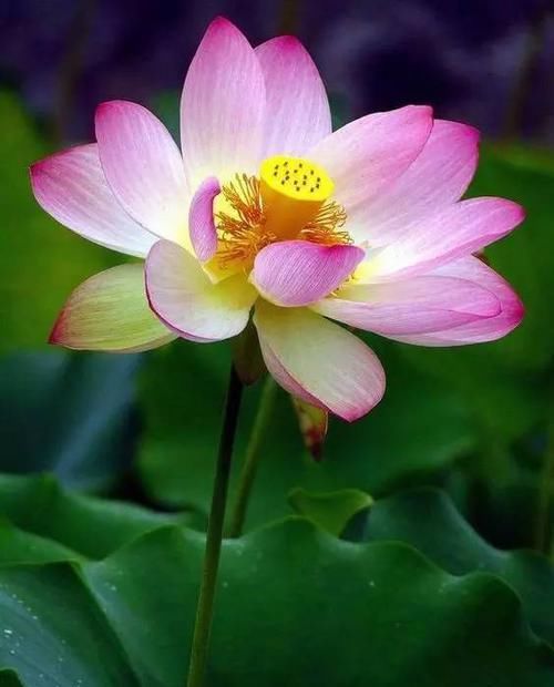  『代表着』花友选出了自己认为最美的50种花