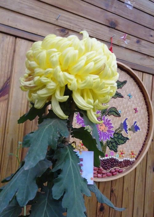  「珊瑚果冻」喜欢玫瑰，不如养盆“国华系列”国华典礼，花开妖娆，高贵优雅！