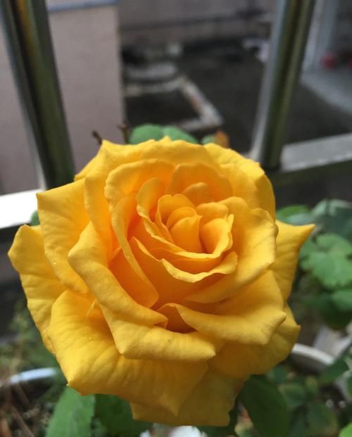  懒人■此款花懒人最爱养，沾水就爆盆，花姿优美，花朵美艳迷人，超美