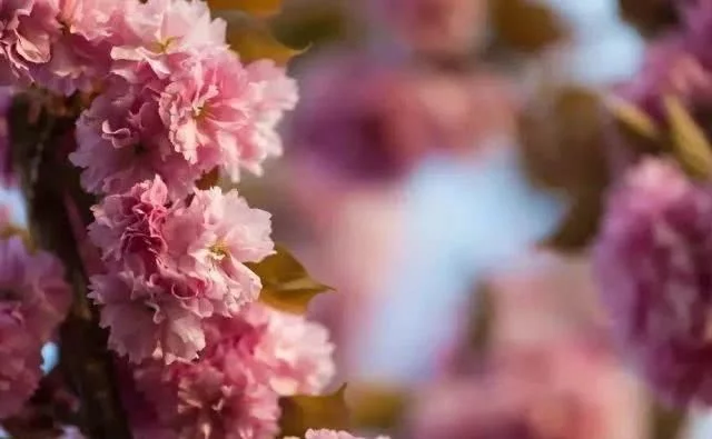 阳春三月,群芳争艳!来看西安这些“花花世界”的最佳踏春赏花指南