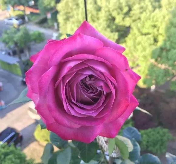 「月季」养花:30种超漂亮的月季,一年能开300天,满屋飘香颜值高!
