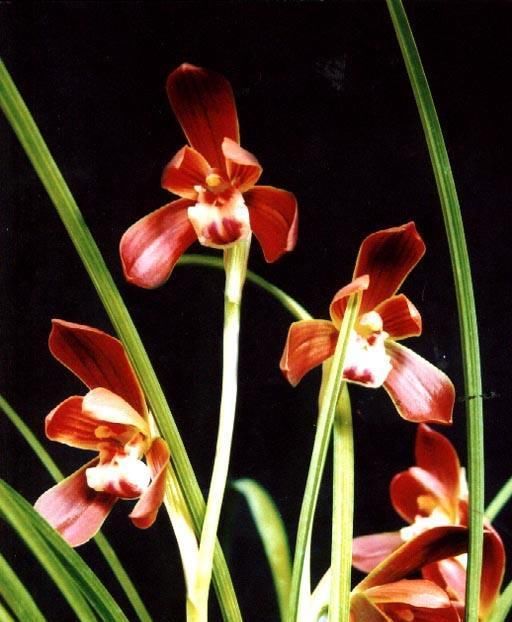  #漂亮#月季扔了吧！此花净化空气是绿萝100倍，客厅里种2棵，太