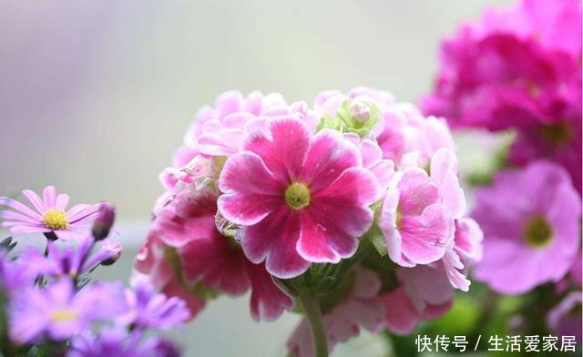  [家里]喜欢在家里养花，不妨养盆小花，花朵玲珑可爱，颜色鲜艳丰富