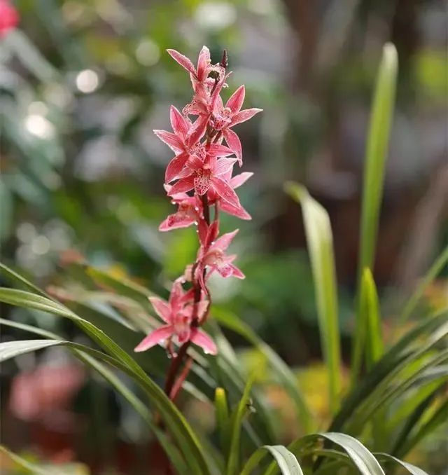  #时间#养兰花,找对3个时间点,兰花新芽猛蹿爆满盆,郁郁葱葱开花旺!