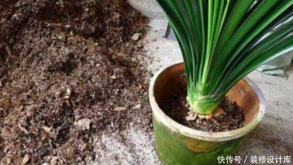  『忌用』家中养花，忌用这类生肥，不然容易烧根、黄叶