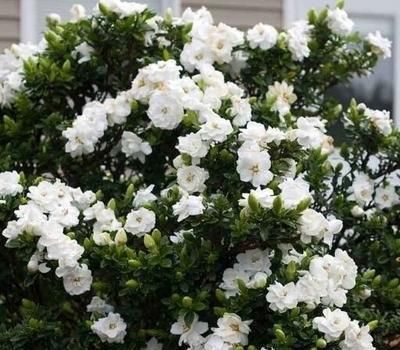 「栀子花」栀子花不开花?怕啥,顺着“暴脾气”,随后爆花苞,一茬又一茬