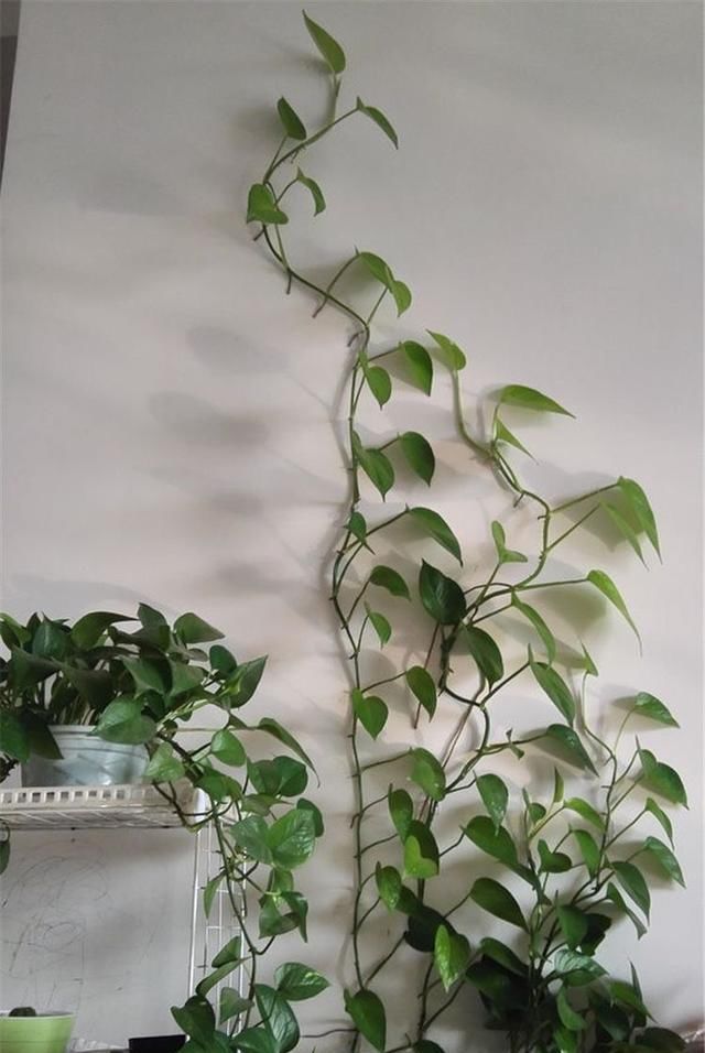  『特别』水培富贵竹,注意4点,绿油油特别茂盛,不黄叶根系壮,越长越旺