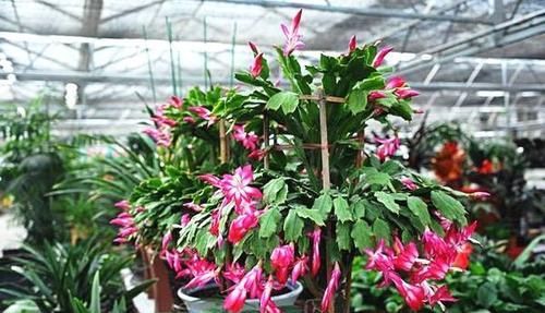 #枝繁叶茂#用这个垃圾养花，植物都喜欢，一年不用施肥，也能枝繁叶茂！