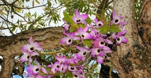  附生植物：植物能“自由”成什么样？教你几种“不要土”的附生植物...