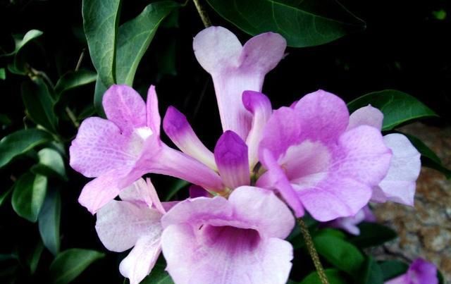  植物|这种花半年长2米，花开千朵，没有虫害，超级好养，你养过吗？