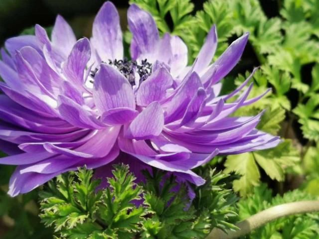 「适合」花朵娇艳的银莲花,开花比虞美人好看,适合新手养