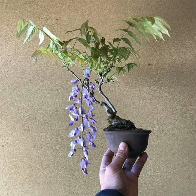  开花■掌上开花，真好看！