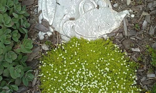 #适合#不想在院子里种草坪,这些观赏花很适合,光照充足和遮阴处都能养