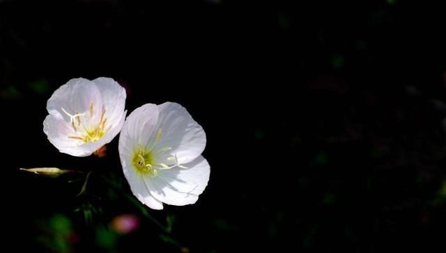 摄影技巧：全黑背景的照片怎么拍？