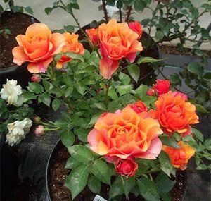  「漂亮」此花，比茶花漂亮，比茉莉清香，每年花开长达200天，值得拥有