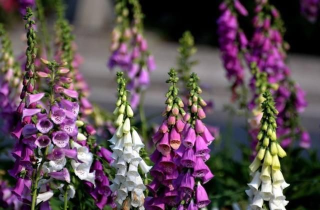  「大花飞燕草」家有小花园，定要养3种花，花开如“宝塔”，花色斑斓，美极了