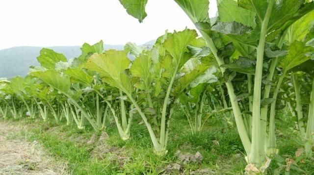  「吃不完」农村普遍种植，过去吃不完喂猪，如今农民加工供出口