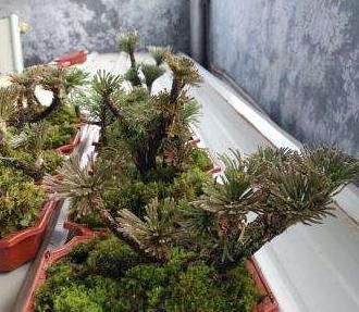  『植物』小学生爱养“此花”，遇水就活、很神奇，老花民称其：九死还魂草