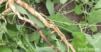  根茎@因叶子长得嫩，常被摘去喂猪，殊不知根茎很珍贵，320元一