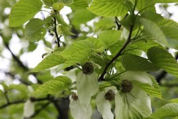  【野生植物】此花，已被列为国家一级重点保护野生植物。