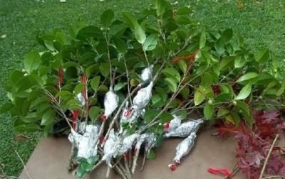 「插穗」茶花扦插繁殖最佳时间