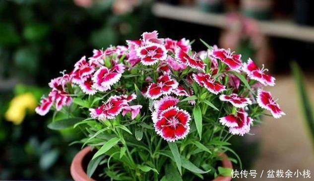  『简直』夏季最爱爆盆花草，越晒越爆盆，开花多又好养，简直美翻了